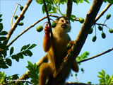Squirrel Monkey Eating